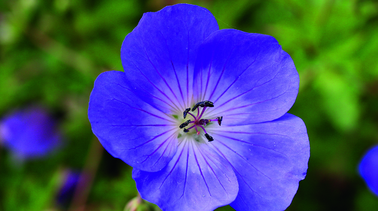 Geranium Rozanne